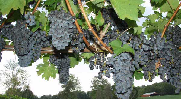 Grapes
